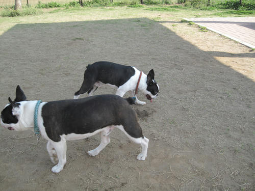 20090411_jonanjima06.jpg