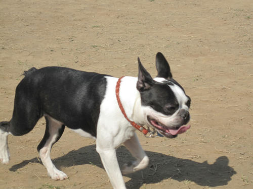 20090411_jonanjima08.jpg