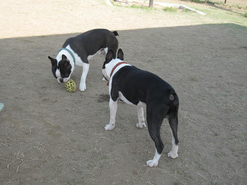 20090411_jonanjima09.jpg
