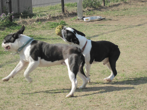 20090411_jonanjima10.jpg