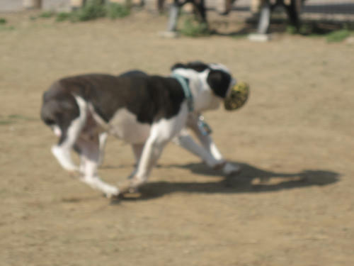 20090411_jonanjima11.jpg