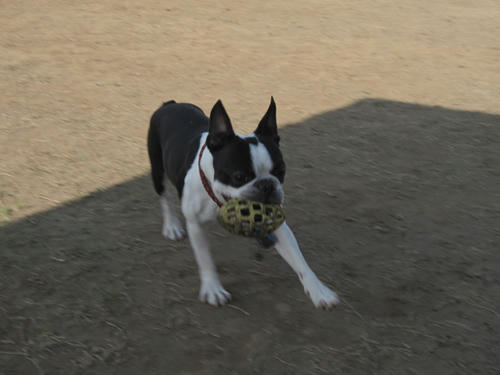 20090411_jonanjima12.jpg