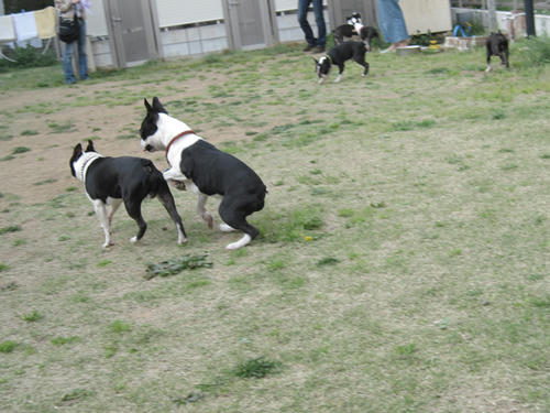 20090412_tc09.jpg