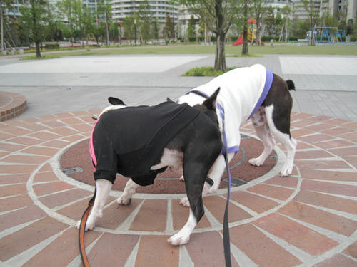 20090424_sanpo01.jpg