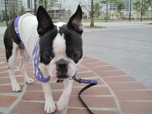 20090424_sanpo07.jpg