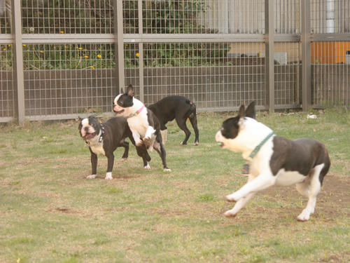 20090426_tc07.jpg