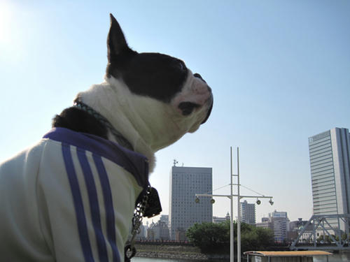 20090429_sanpo16.jpg