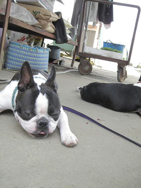 20090502_niigata03.jpg