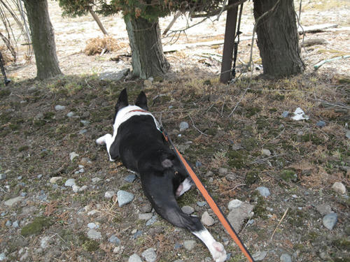 20090502_niigata05.jpg
