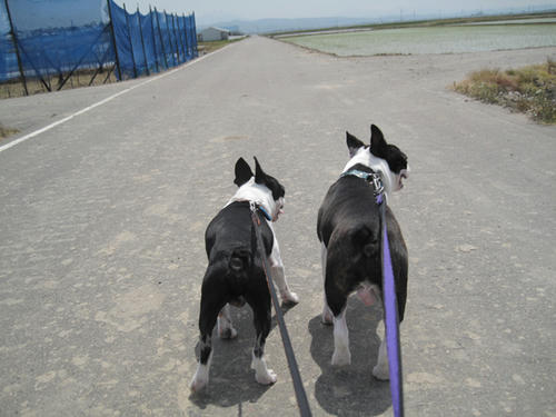20090502_niigata06.jpg