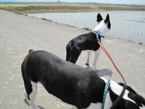 20090502_niigata07.jpg