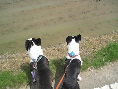 20090502_niigata10.jpg