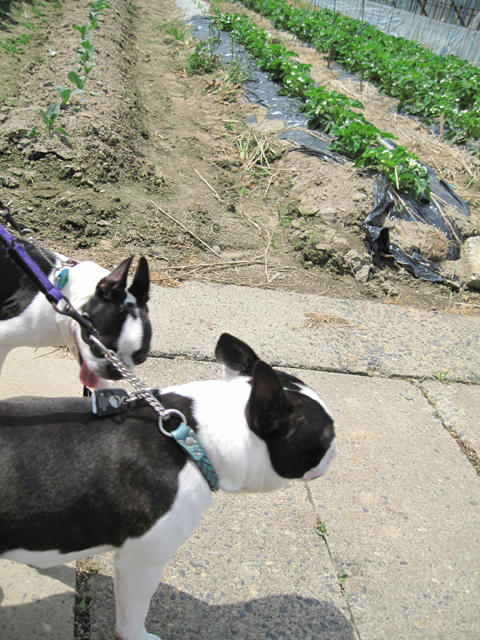 20090502_niigata11.jpg
