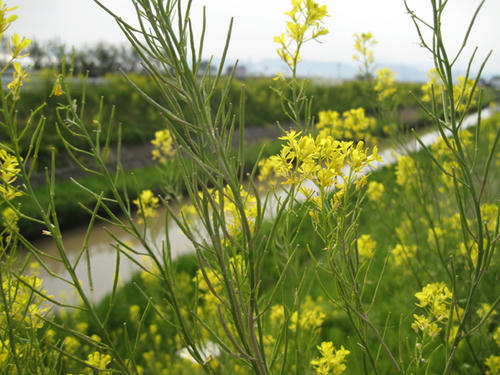 20090503_niigata01.jpg