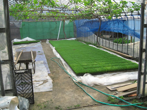 20090503_niigata03.jpg