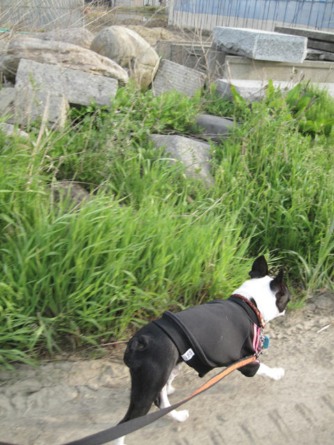 20090503_niigata04.jpg