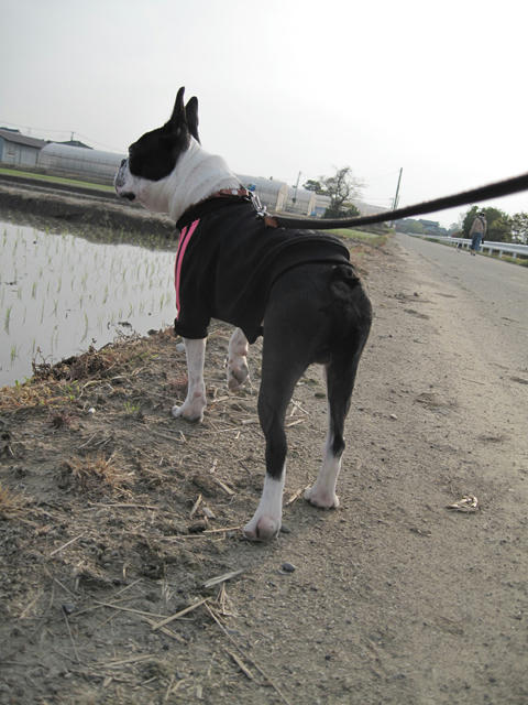 20090503_niigata05.jpg