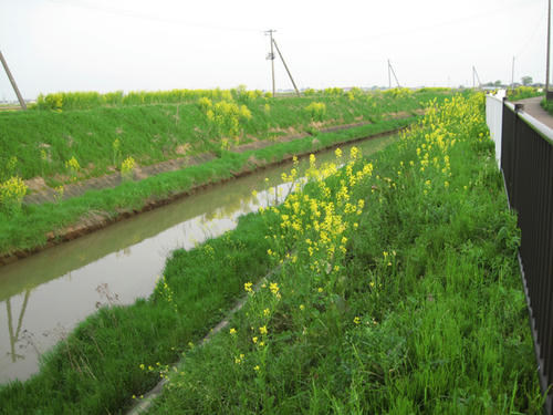 20090503_niigata07.jpg