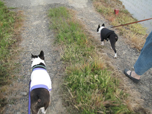 20090503_niigata11.jpg