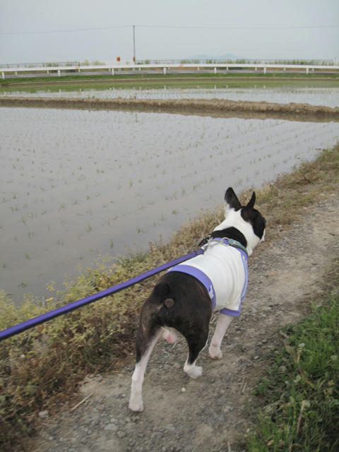 20090503_niigata12.jpg