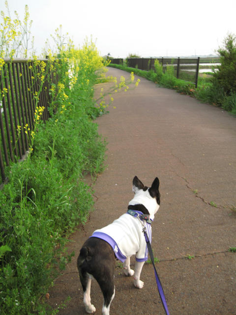 20090503_niigata08.jpg