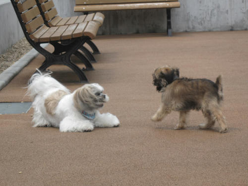 20090523_dogrun01.jpg