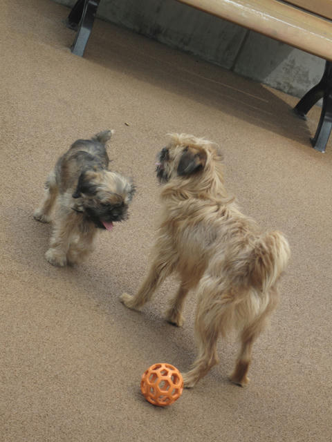 20090523_dogrun02.jpg