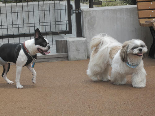 20090523_dogrun05.jpg