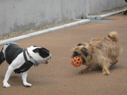 20090523_dogrun06.jpg