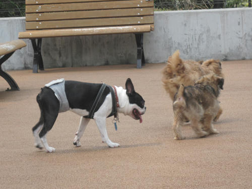 20090523_dogrun07.jpg