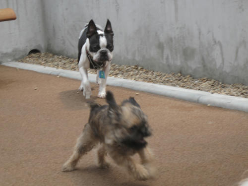 20090523_dogrun08.jpg