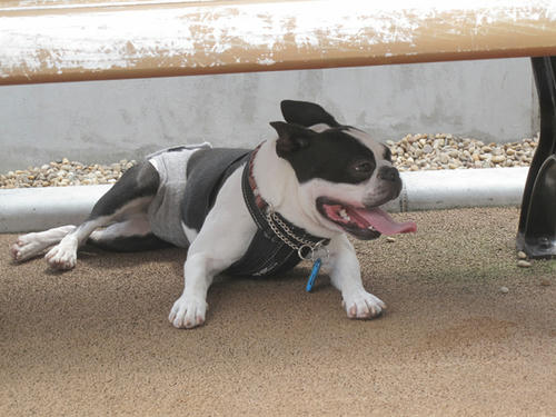 20090523_dogrun09.jpg
