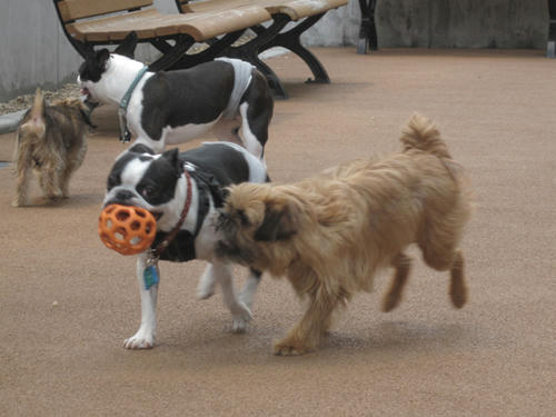 20090523_dogrun10.jpg