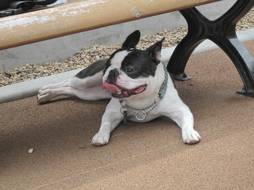 20090523_dogrun11.jpg