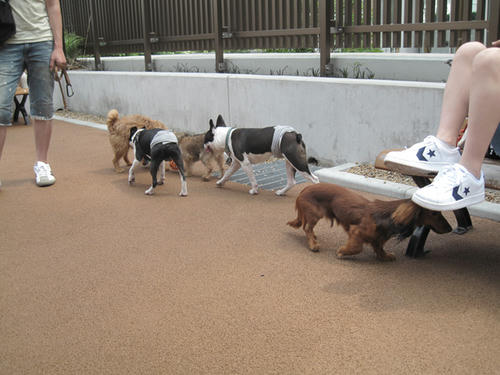 20090523_dogrun12.jpg