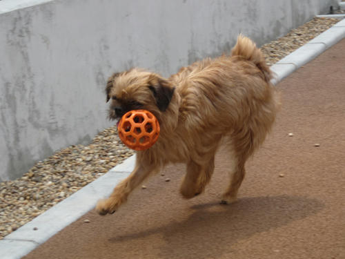 20090523_dogrun13.jpg