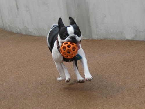 20090523_dogrun14.jpg