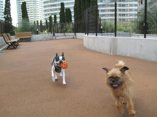 20090523_dogrun15.jpg