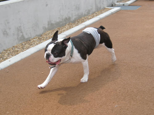 20090523_dogrun16.jpg
