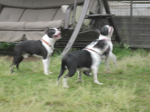 20090531_tc13.jpg