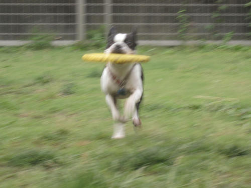 20090531_tc17.jpg