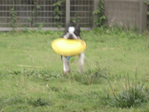 20090531_tc18.jpg