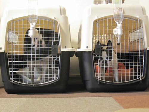 20090603_rusuban05.jpg