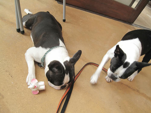 20090606_pups01.jpg
