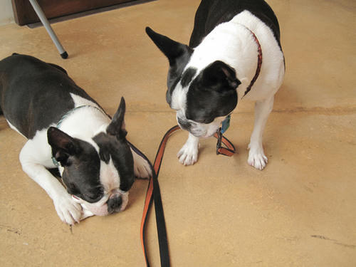 20090606_pups02.jpg