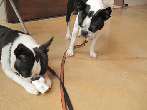20090606_pups03.jpg