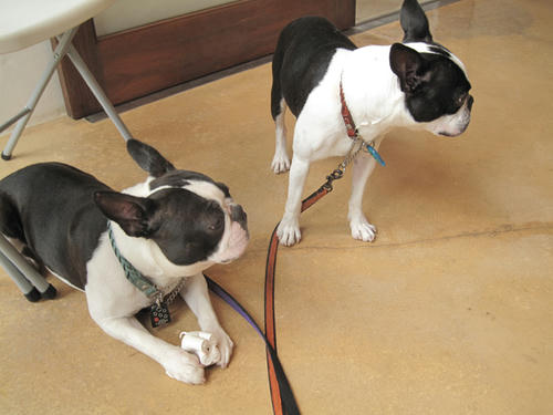 20090606_pups04.jpg