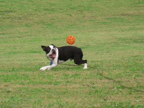 20090606_pups05.jpg