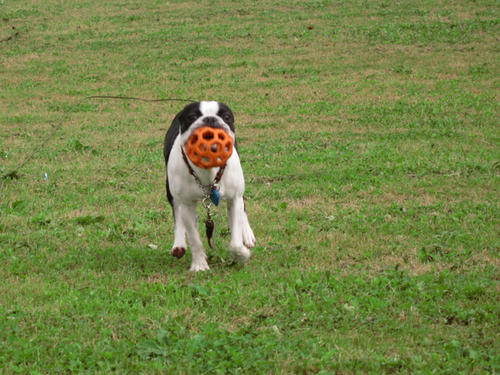 20090606_pups06.jpg