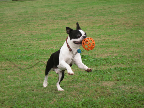 20090606_pups07.jpg